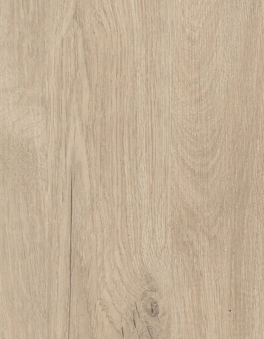 Pavia Oak